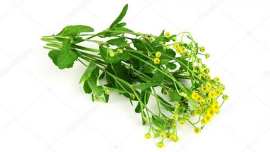 عرق شاهسپرم