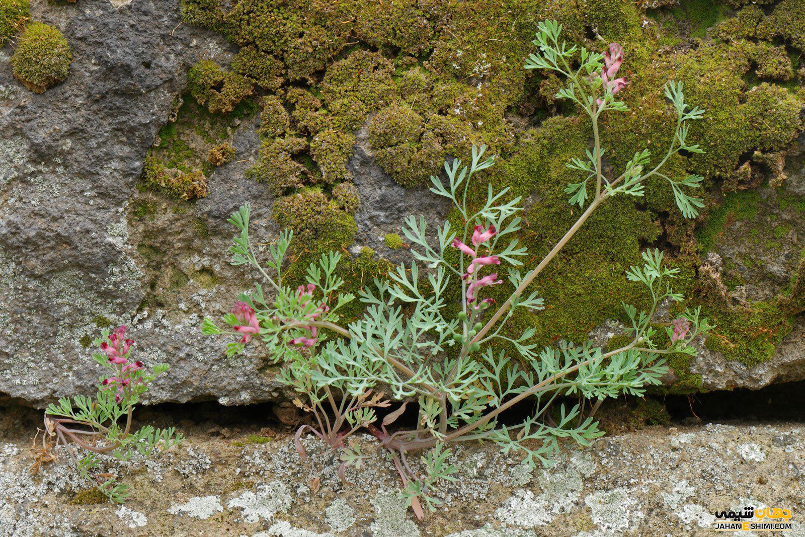 عرق شاه تره