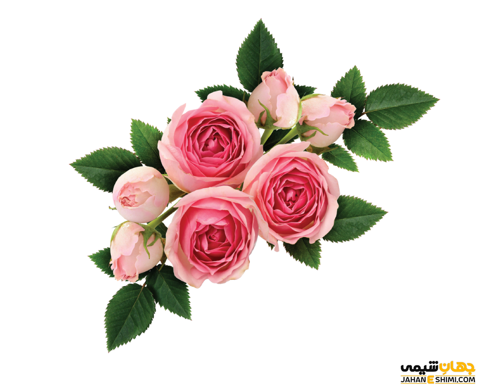 عرق گلاب