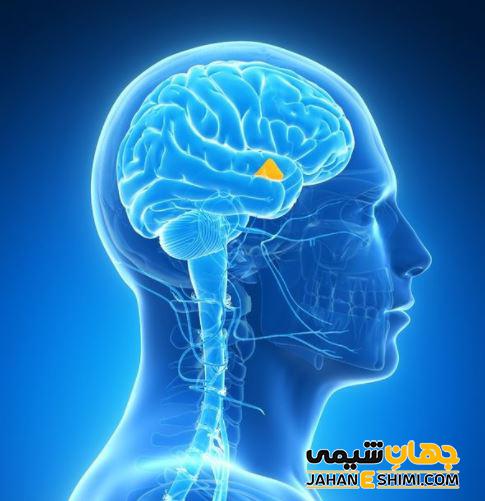 اختلالات مربوط به هیپوتالاموس