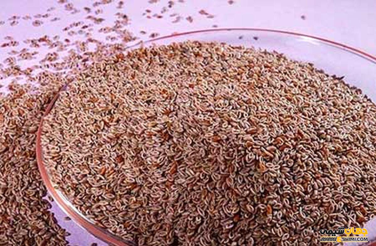 از فواید بی نظیر گیاه دارویی اسفرزه چه می دانید؟