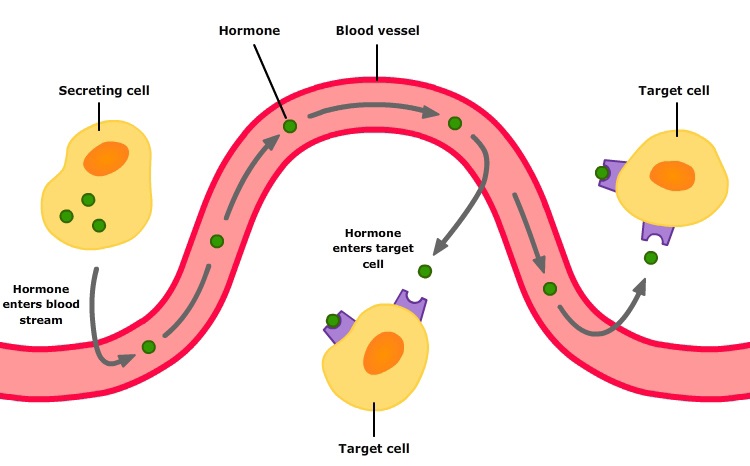 انتقال هورمون ها در بدن