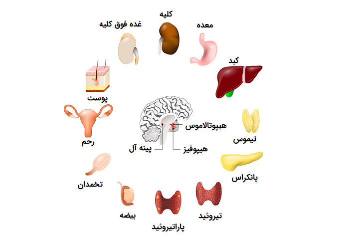 انواع غدد درون ریز