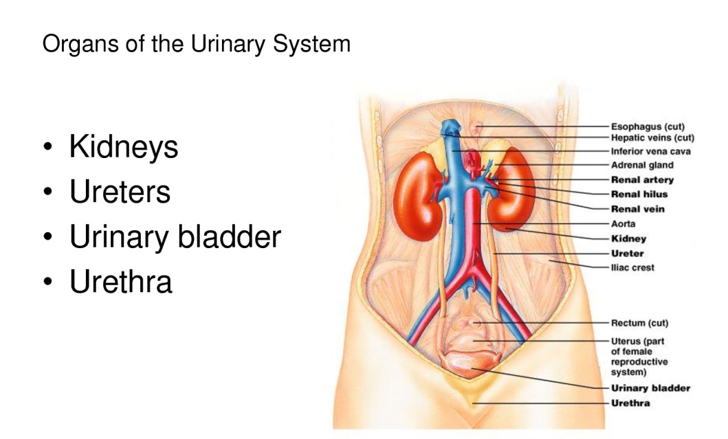 اهمیت دستگاه ادراری - عملکرد و بیماری های آن