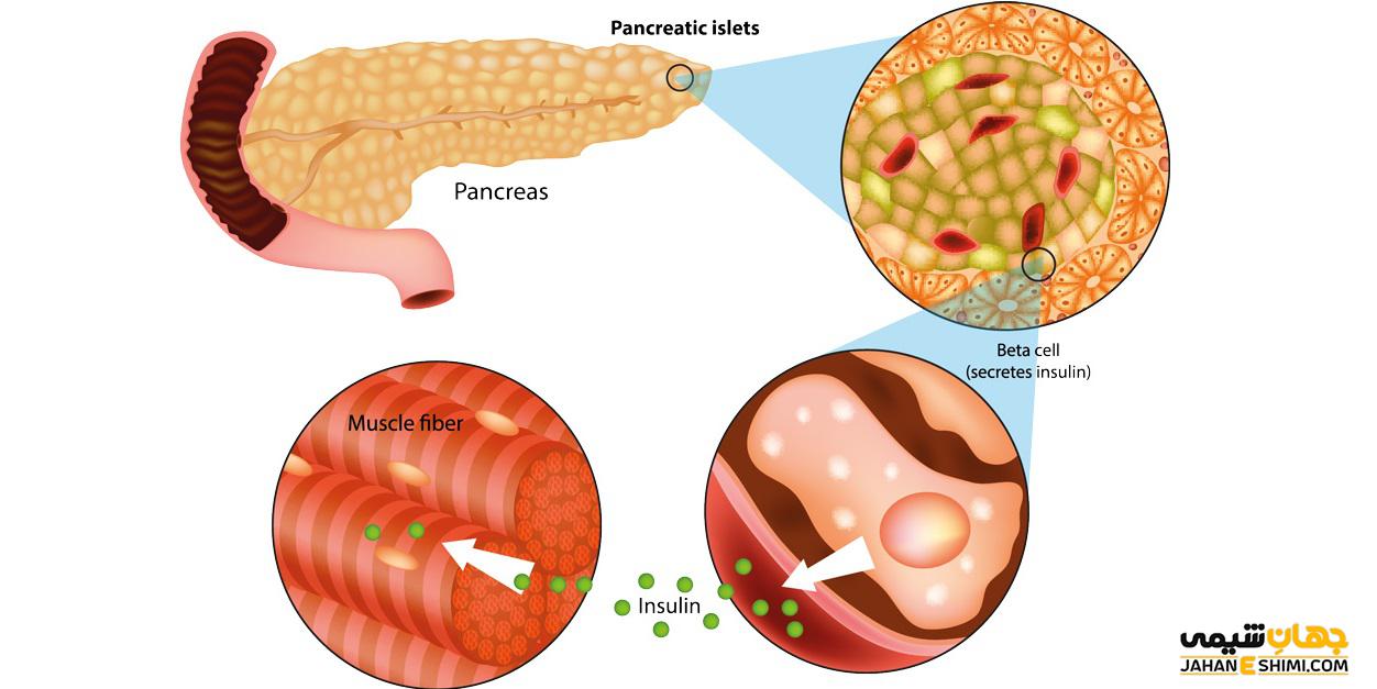 ترشح و آزادسازی انسولین