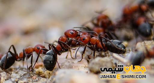 خواص درمانی روغن مورچه در طب سنتی