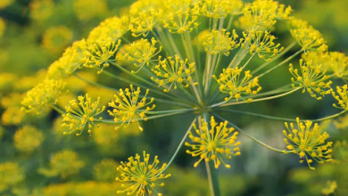 روغن انغوزه چیست و چه فواید و خواصی دارد ؟