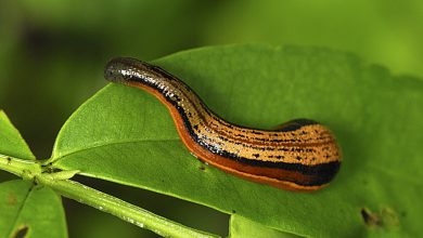 روغن زالو و خواص درمانی شگفت انگیز آن