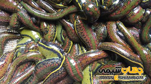 روغن زالو و خواص درمانی شگفت انگیز