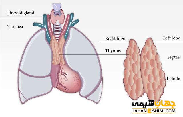 ساختار و آناتومی غده تیموس