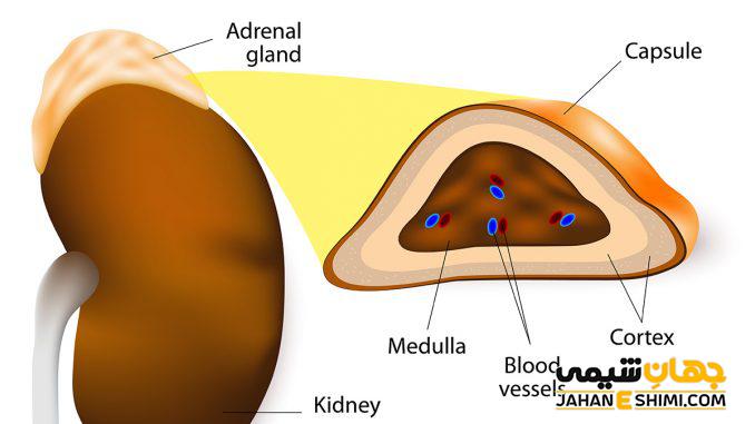 ساختار و آناتومی غده فوق کلیوی