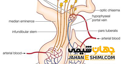 ساختار و آناتومی غده هیپوتالاموس