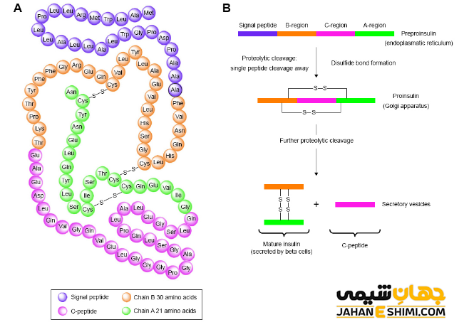 ساختار پروتئینی انسولین
