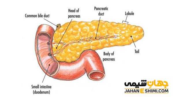 ساختار یا آناتومی غده پانکراس