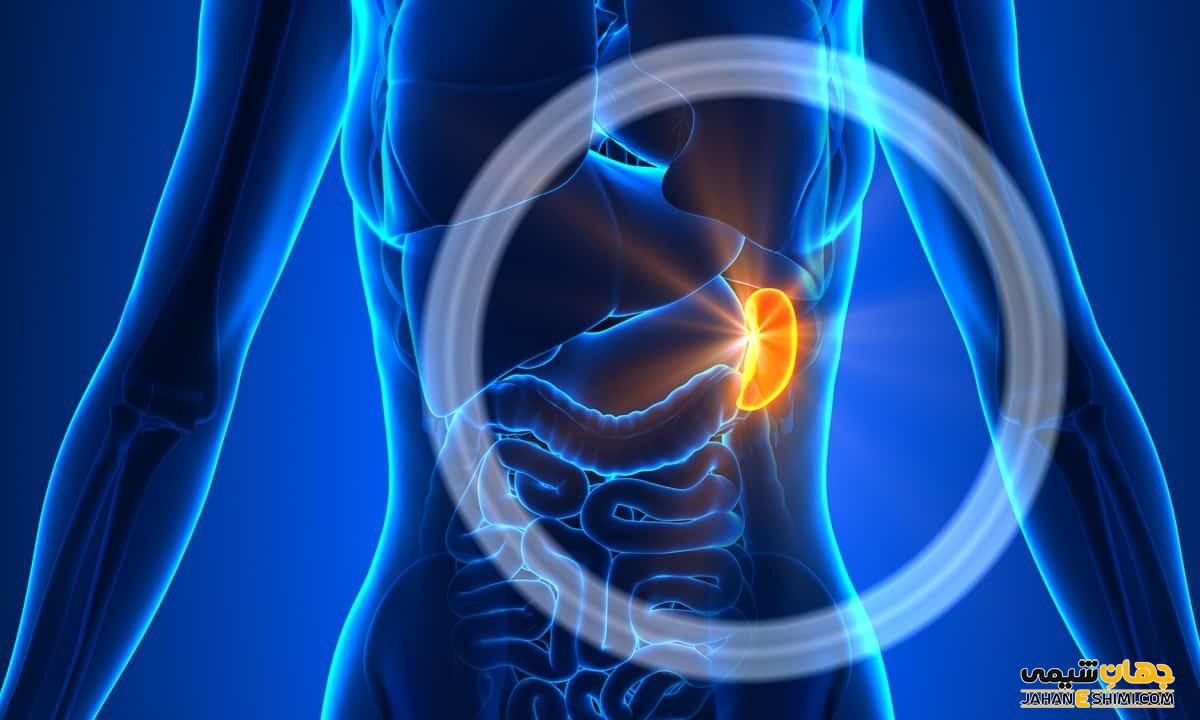 سرطان طحال چیست و چه علائم و عوارضی دارد؟