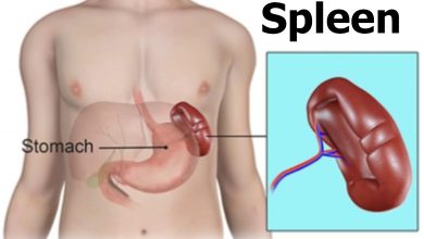 طحال چیست و آیا زندگی بدون این اندام ممکن است؟