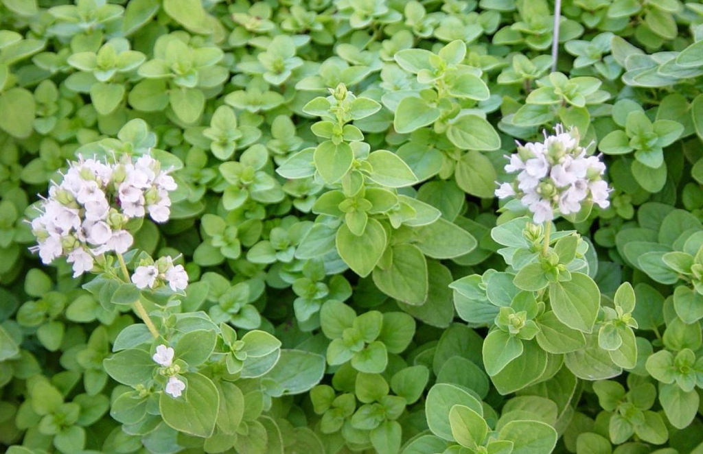 عرق مرزنگوش چیست ؟ کاربرد درمانی آن را می دانید ؟