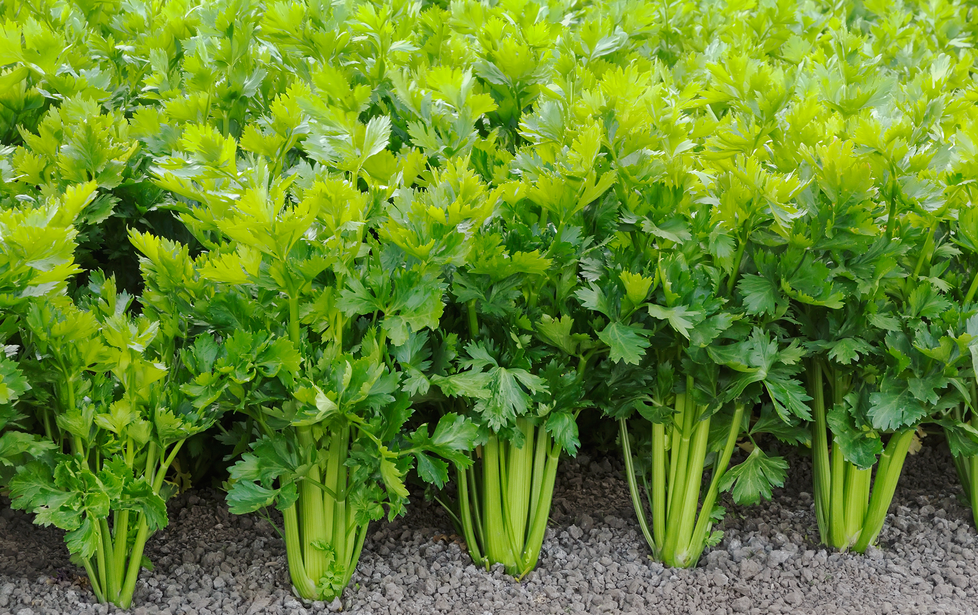 عرق کرفس چیست و چه کاربردی دارد ؟
