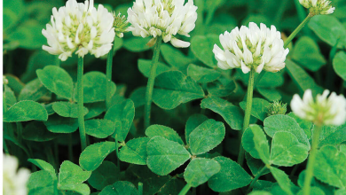 عرق یونجه چیست و چه کاربرد و خواصی دارد ؟