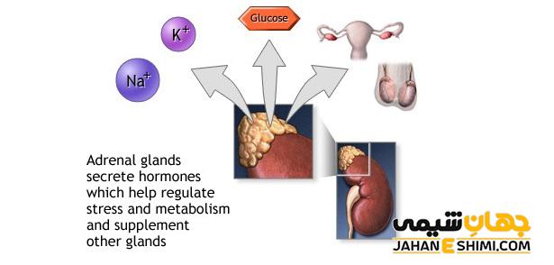 عملکرد غده فوق کلیوی