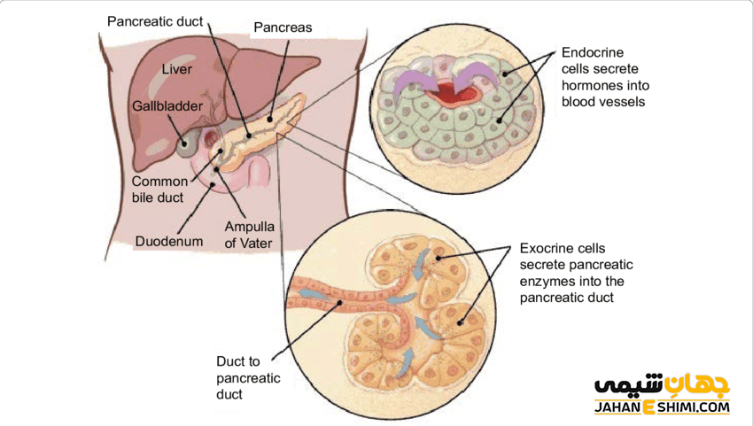 عملکرد پانکراس (بخش درون ریز و برون ریز)