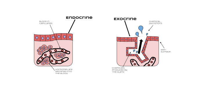 غدد برون ریز و درون ریز چیست؟ - و انواع آن کدامند؟