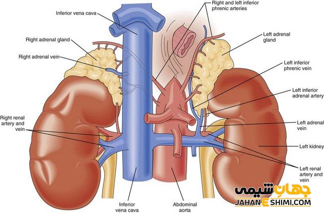 غده فوق کلیوی چیست؟