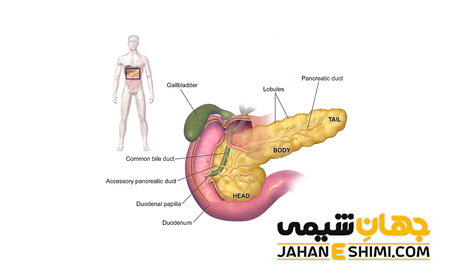 غده لوزالمعده چیست؟