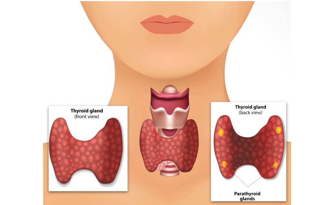 غدد پاراتیروئید چیست؟ - کم کاری و پرکاری در این غدد