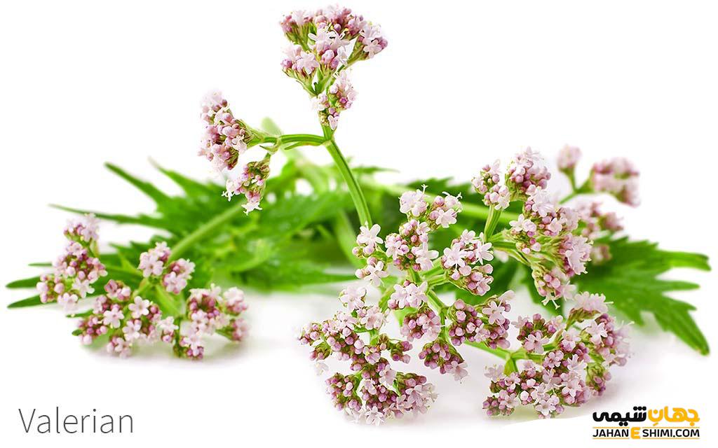 عرق سنبل الطیب