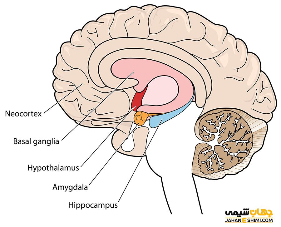 محل قرار گیری هیپوتالاموس
