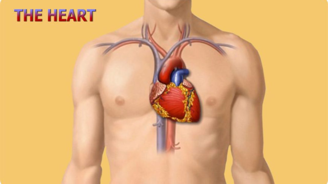 همه چیز در مورد ساختار قلب و بیماری های قلبی