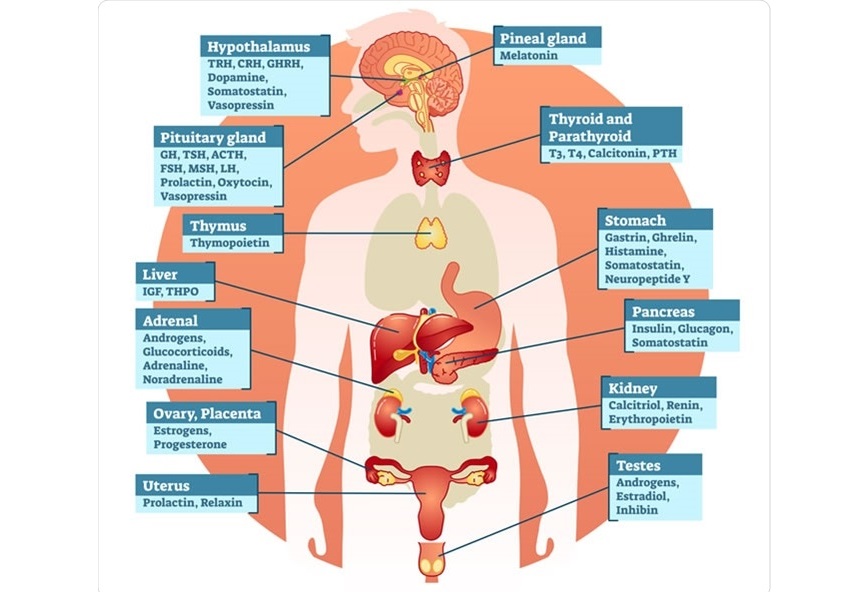 هورمون های بدن چیست؟ - انواع و نحوه عملکرد آن ها