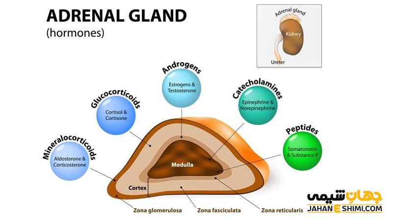 هورمون های غده فوق کلیوی یا آدرنال