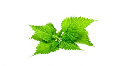 عرق گزنه