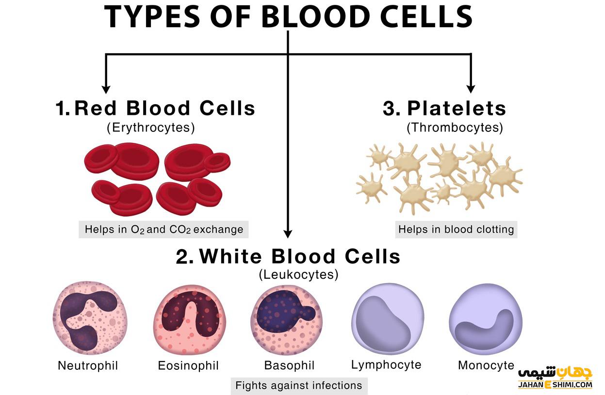 Blood definition