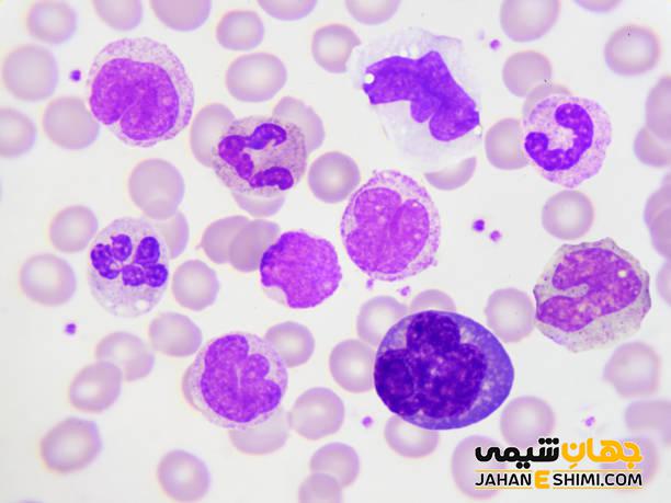 گلبول سفید خون چیست؟ - انواع گلبول های سفید کدامند؟ | جهان شیمی فیزیک