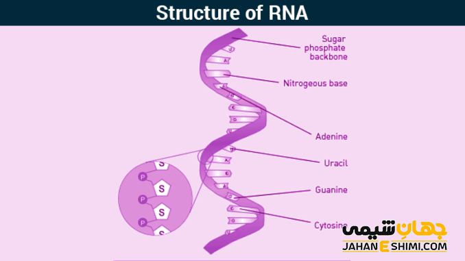 ساختار RNA