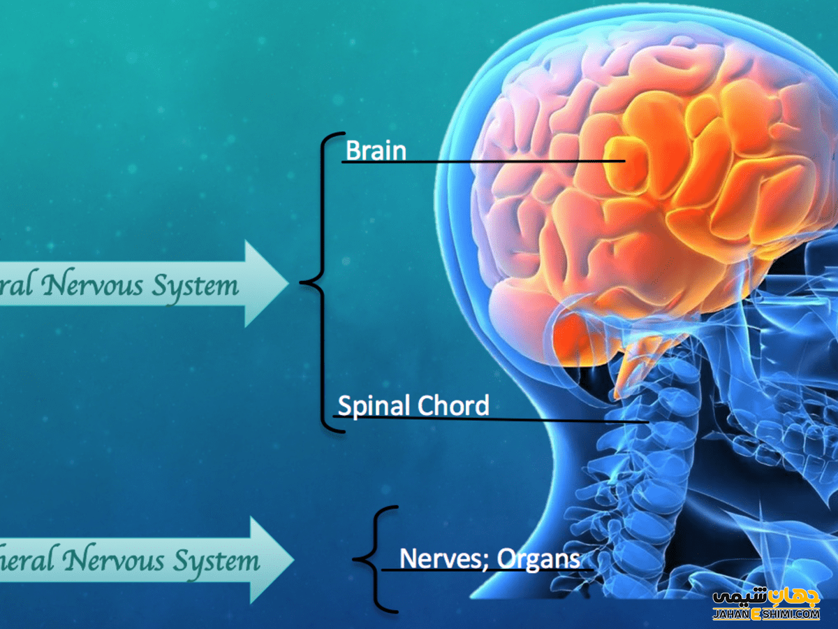 Brain and some. Нервная система. Центральная нервная система. Nervous System. Central nervous System.