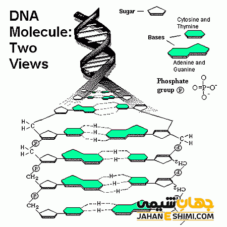 DNA ساختار