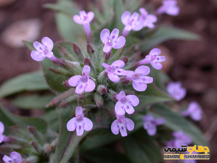 روغن کاکوتی