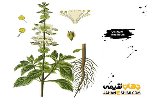 روغن ریحان