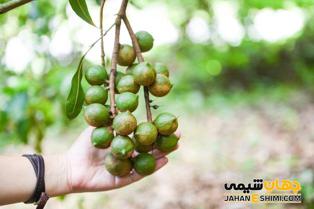 روغن ماکادمیا