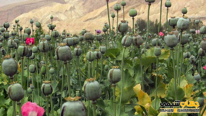 روغن خشخاش