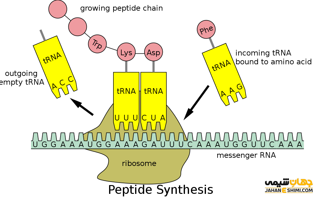 tRNA