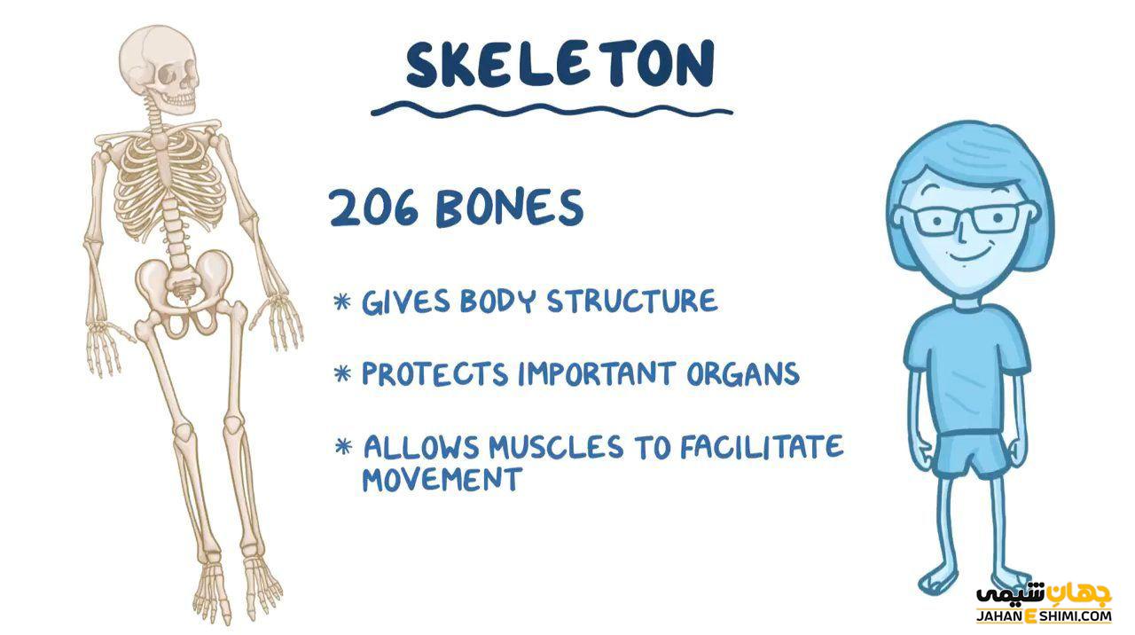 آشنایی با ساختار استخوانی بدن و اهمیت آن