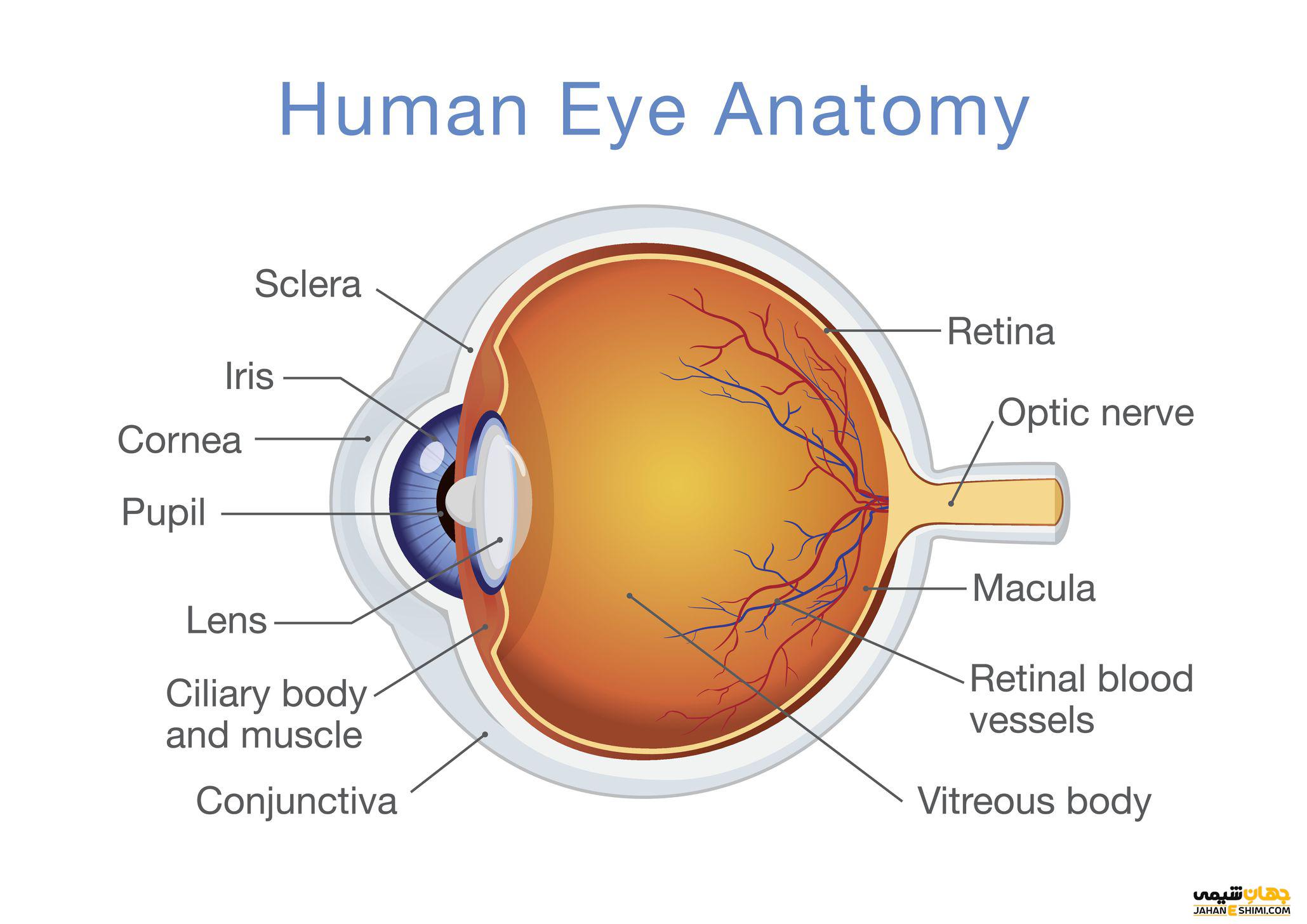 آشنایی با ساختار چشم انسان و نحوه بینایی