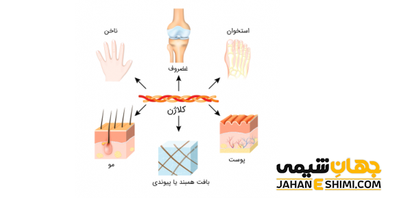 انواع کلاژنها