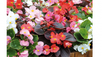 انواع گیاه بگونیا و نحوه ی نگهداری، تکثیر و پروزش آن