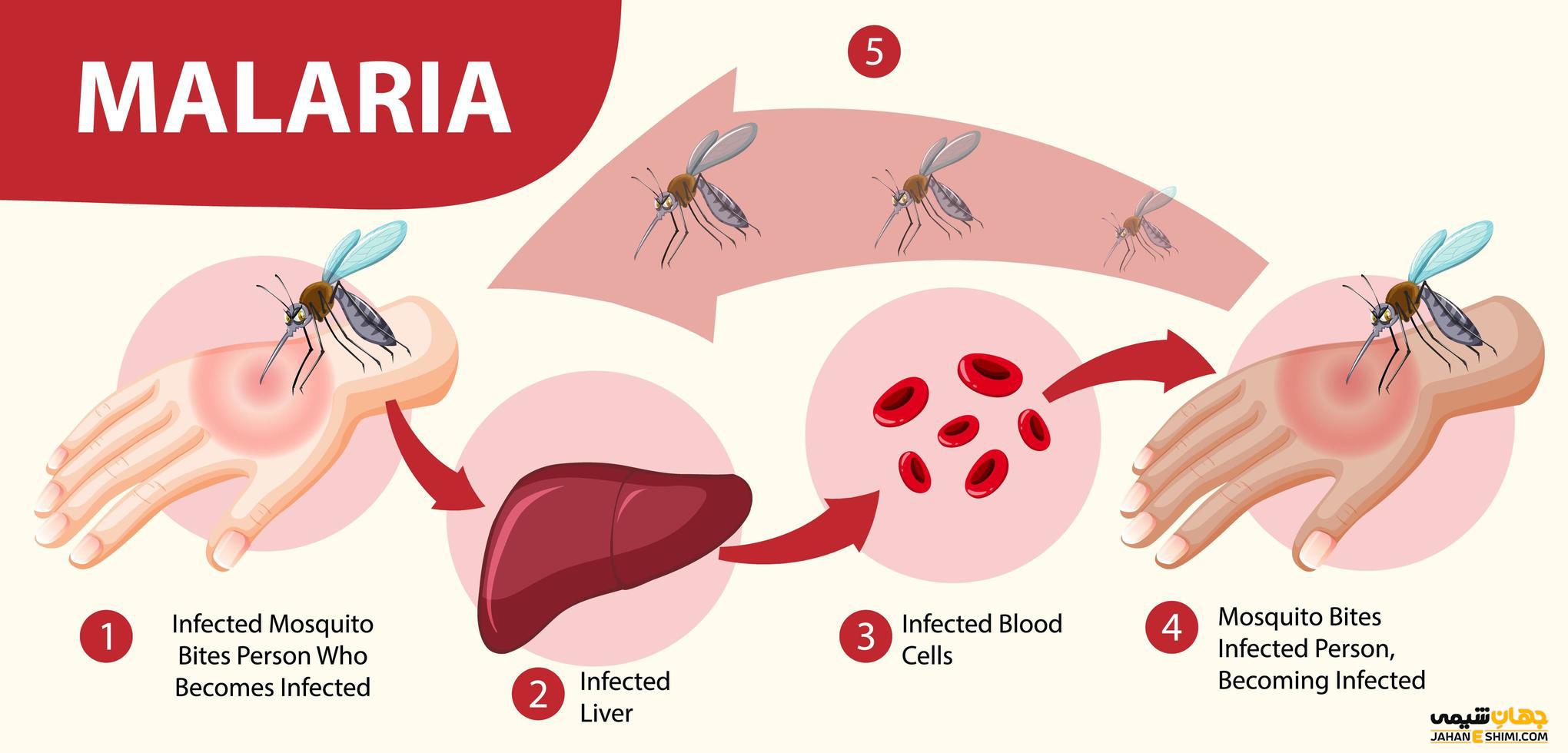 بیماری مالاریا چیست و چه علائمی دارد؟